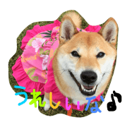 shibaharuchan4