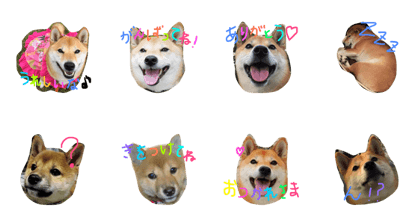 shibaharuchan4