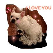 Hi I'm french bull Sacha and I am chubby