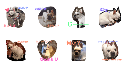 Hi I'm french bull Sacha and I am chubby