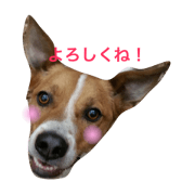 Living with a dog Living with a dog