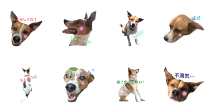 Living with a dog Living with a dog