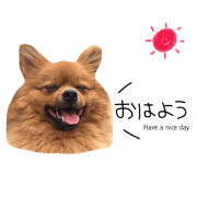 Pomeranian Ruizo Pomeranian Ruizo