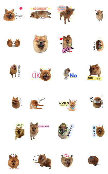 Pomeranian Ruizo Pomeranian Ruizo