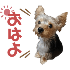 _Yorkshire_terrier_