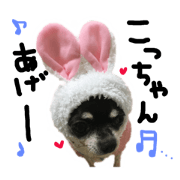 The pace cocchan Ver.2 The pace cocchan Ver.2