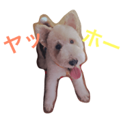 fox's sticker official