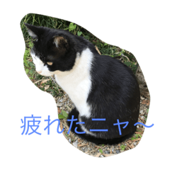 love cat name is kuro