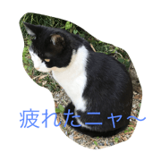 love cat name is kuro