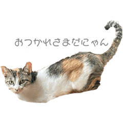 nyanko_20210526192357