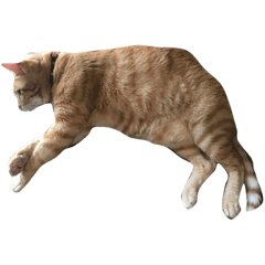 cat-time