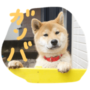 Shibainu-GEN Shibainu-GEN