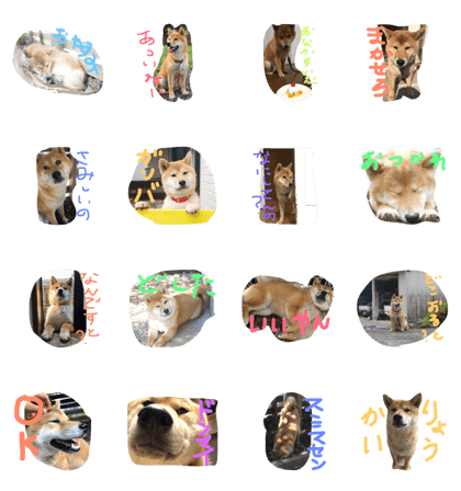 Shibainu-GEN Shibainu-GEN