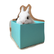 many many rabbi rabbi