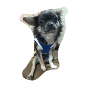 ChihuahuaOLala ChihuahuaOLala