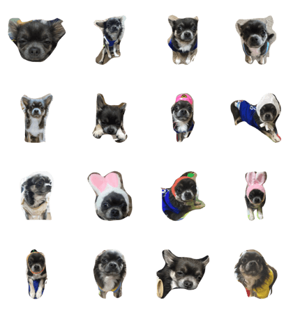 ChihuahuaOLala ChihuahuaOLala