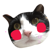 The cats the Nishio family keeps The cats the Nishio family keeps