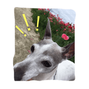 animalsanimals animalsanimals