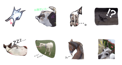 animalsanimals animalsanimals