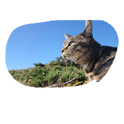 My cats story My cats story