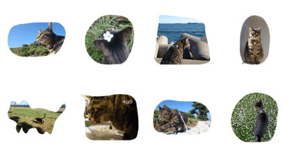 My cats story My cats story