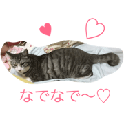 Sora white and silver tabby Sora white and silver tabby