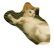 He like camera He like camera