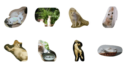 He like camera He like camera