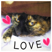 Daily life of tortoiseshell cat 'Rin'