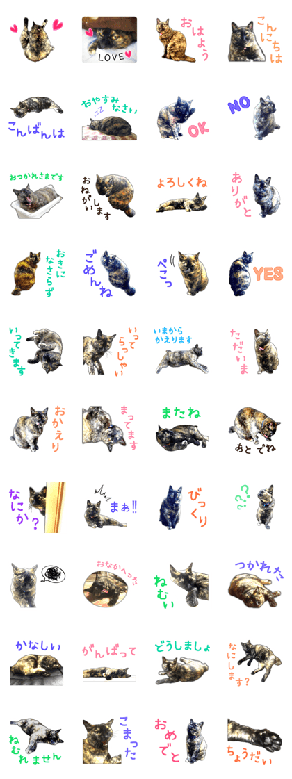 Daily life of tortoiseshell cat 'Rin'