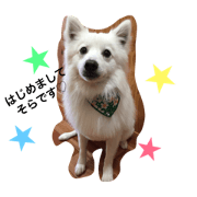 japanese spitz sora japanese spitz sora