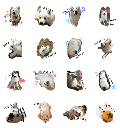 japanese spitz sora japanese spitz sora