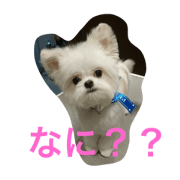 kuchanstamp kuchanstamp