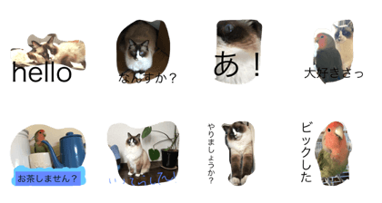 Clear sometimes rice cake Clear sometimes rice cake