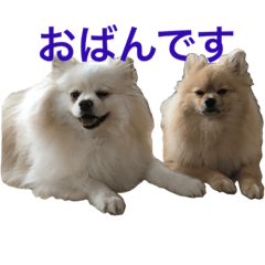 pomeranian Leo and max7 Hokkaido dialect