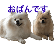 pomeranian Leo and max7 Hokkaido dialect pomeranian Leo and max7 Hokkaido dialect