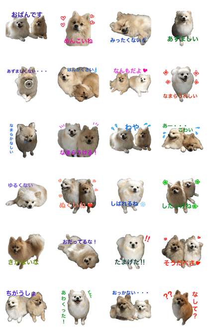 pomeranian Leo and max7 Hokkaido dialect pomeranian Leo and max7 Hokkaido dialect