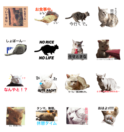 Nara The Cat Nara The Cat