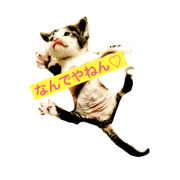 kittenmii