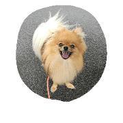 pomeranianlife pomeranianlife