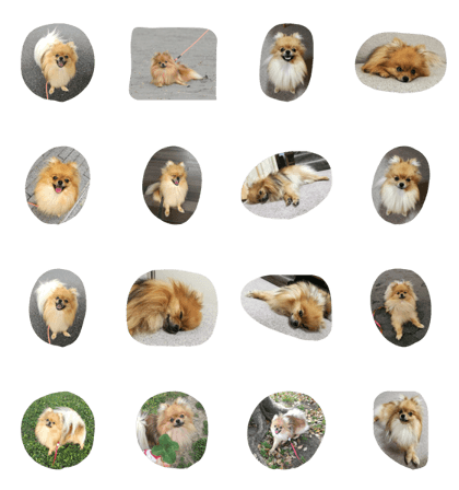 pomeranianlife pomeranianlife