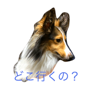 Dog's stanp Dog's stanp