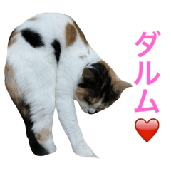Cat and Kurume dialect.Hank Ver.