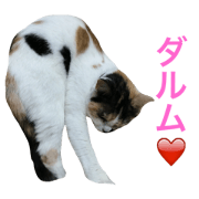 Cat and Kurume dialect.Hank Ver. Cat and Kurume dialect.Hank Ver.
