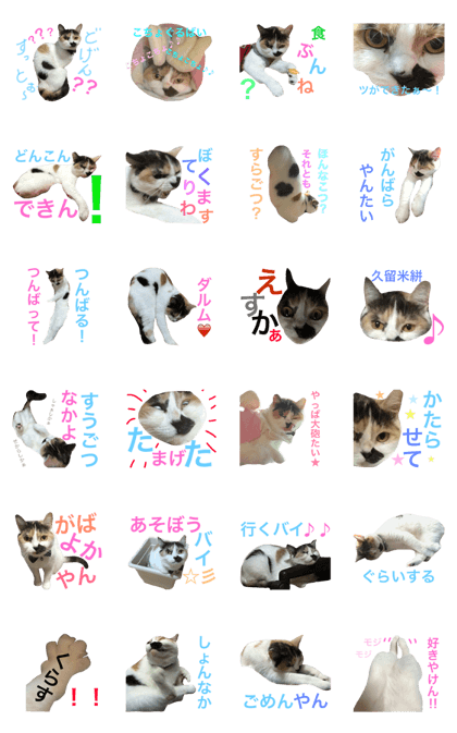 Cat and Kurume dialect.Hank Ver. Cat and Kurume dialect.Hank Ver.