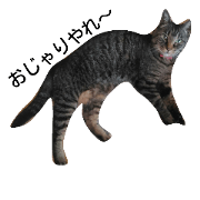 brown tabby memetan brown tabby memetan