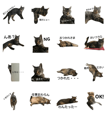 brown tabby memetan brown tabby memetan