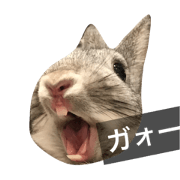 Rabbits Trio Rabbits Trio