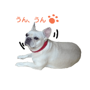 french bulldog [beko]