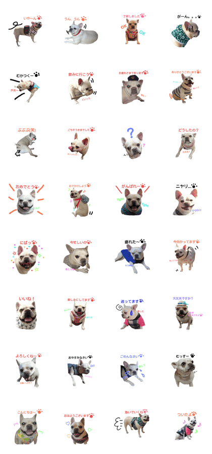 french bulldog [beko]